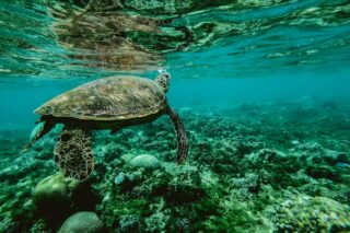 Great Barrier Reef - foto Pexels van Belle Co - screen res