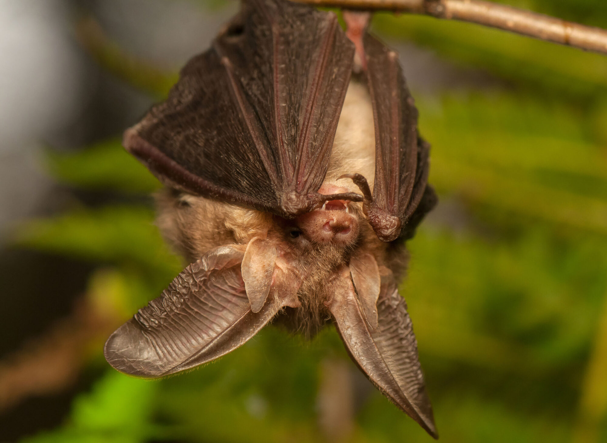 BioBlitz #5: Night of the Bat