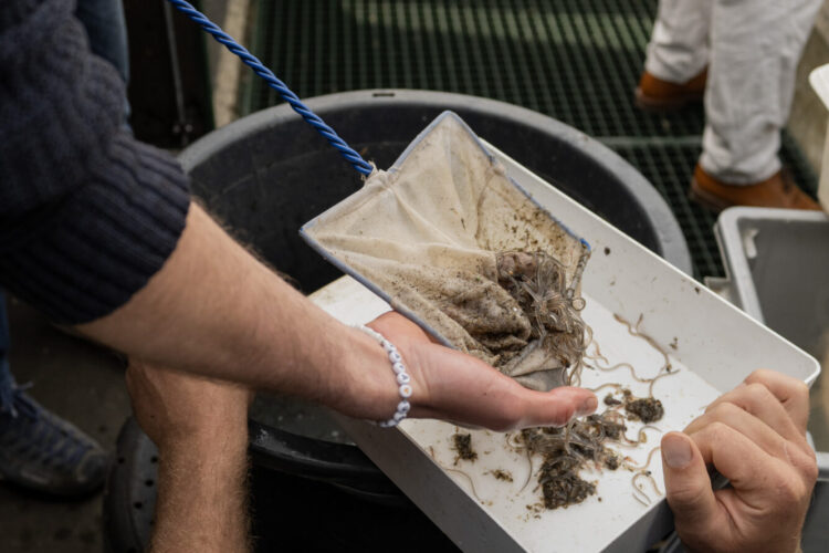 Glasaaltjes klaar in bak om geteld te worden