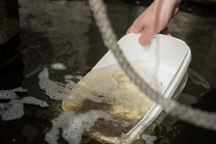 Vrijlating van de (tijdelijk) gevangen glasalen