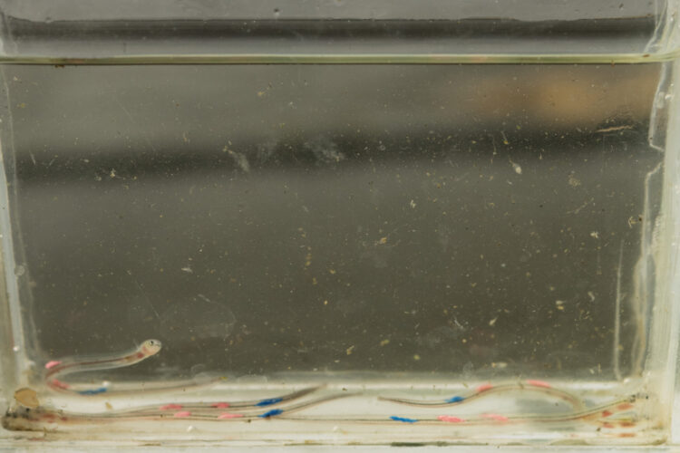 Felgekleurde glasalen voor onderzoek van de Universiteit van Wageningen