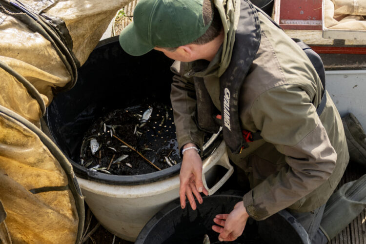De glasaaltjes zwemmen door de gaten heen en worden zo gesorteerd