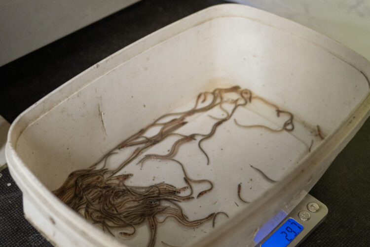 Weegmoment van de glasalen