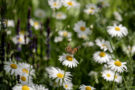 Foto door Randy Fokke