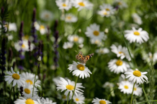 Foto door Randy Fokke
